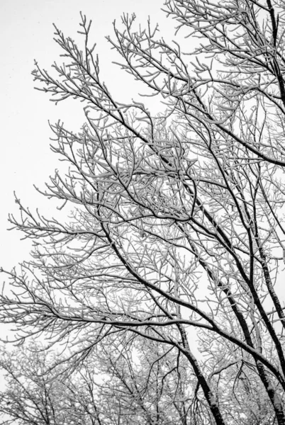 Las Ramas Nevadas Los Árboles Sobre Fondo Cielo Blanco Invierno — Foto de Stock