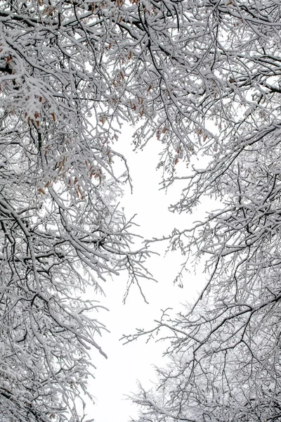 Sneeuwachtige Takken Van Bomen Tegen Een Witte Lucht Achtergrond Winter — Stockfoto