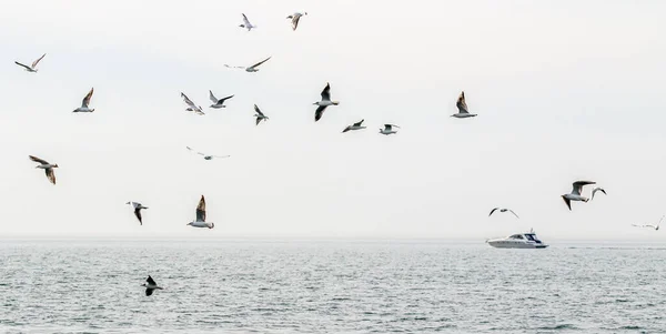 Seagulls Fly Background Sea Sky — Stock Photo, Image