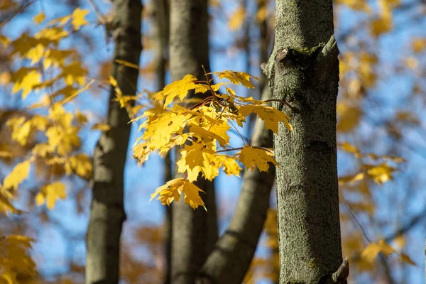 Herfst Landschap Bomen Met Heldere Bladeren Tegen Hemel — Stockfoto