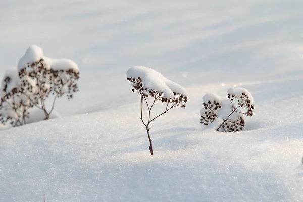 Bare Dry Branches White Snow Winter Nature Royalty Free Stock Photos