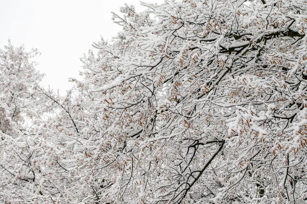 Snöiga Grenar Träd Mot Vit Himmel Bakgrund Vinter Stockbild