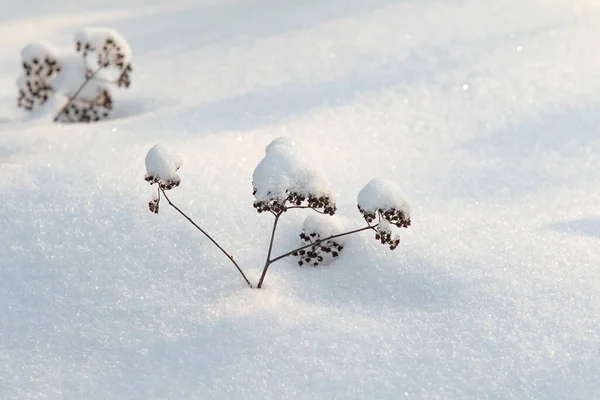 Bare Dry Branches White Snow Winter Nature Stock Photo