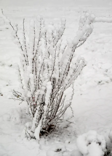 Schneebedeckte Äste Von Bäumen Vor Weißem Himmel Winter Stockbild