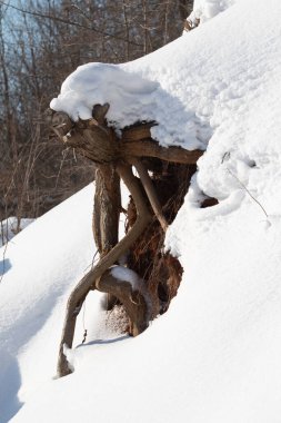 Arkaplan olarak kar, karın altından kuru bir dal