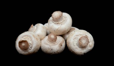 izole üzerinde siyah arka plan champignon mantar.