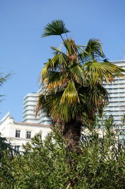 Soçi, Rusya - 27 Şubat 2022: Soçi şehir binalarının mimarisi, tatil beldesi, yeşil palmiye ağaçları.