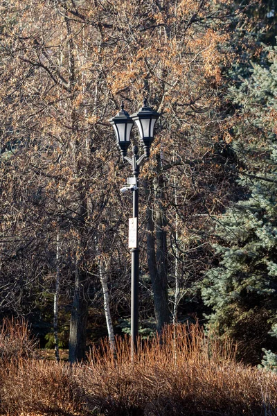 Decorative Lamp Park Nature — Stock Photo, Image