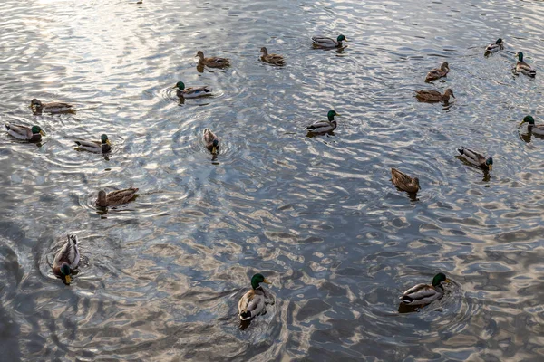 Patos Selvagens Nos Reservatórios Cidade Paisagem Outono — Fotografia de Stock