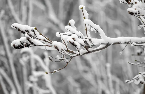 Snowy Branches Trees White Sky Background Winter — Stock Photo, Image