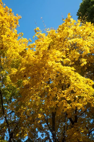 Paisaje Otoñal Árboles Con Hojas Brillantes Contra Cielo —  Fotos de Stock