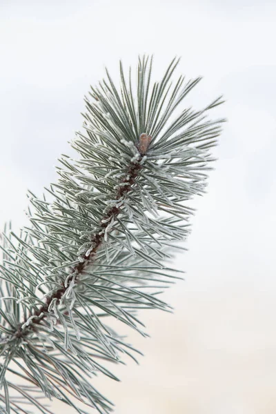 눈처럼 하얗고 가문비나무 — 스톡 사진