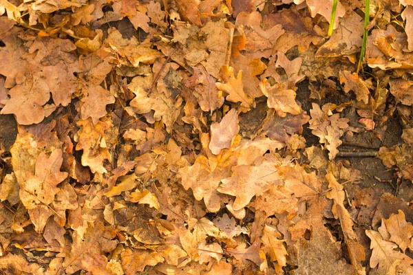 金色秋天的树叶 — 图库照片