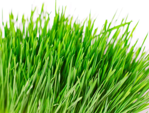 Green grass — Stock Photo, Image