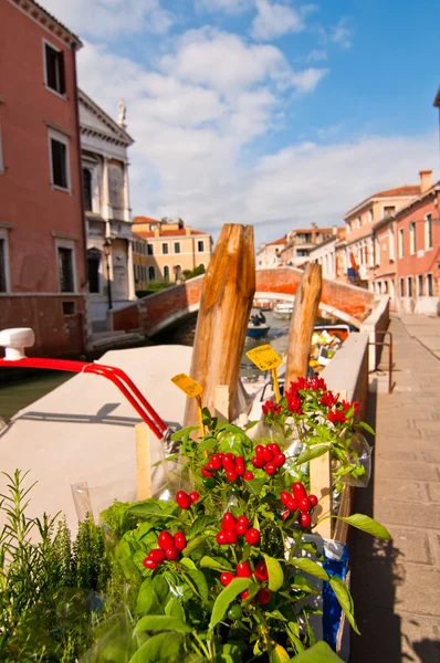 Venice Italy red chili pepper plant — Stock Photo, Image
