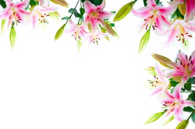 Lily çiçek kompozisyon çerçeve beyaz boşaltmak üzerine