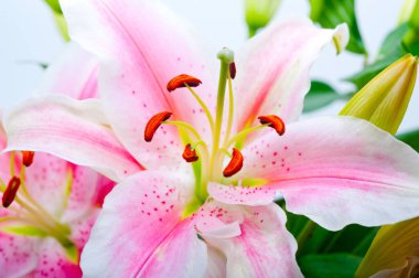 pembe lily çiçek grup buketi beyaz boşaltmak üzerinde
