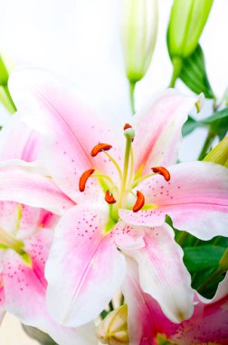 pembe lily çiçek grup buketi beyaz boşaltmak üzerinde