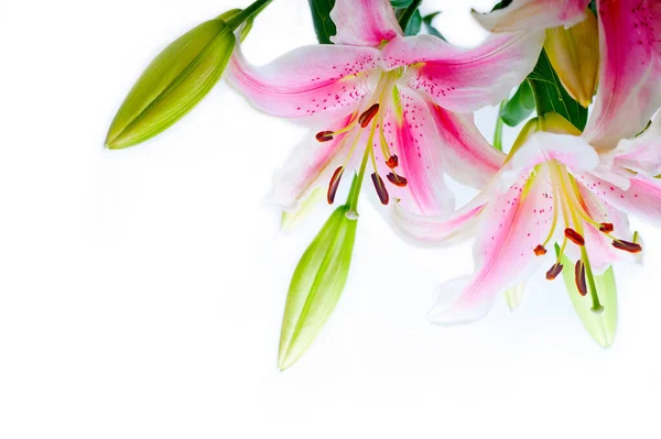 Lily Květiny Rohový Rám Nad Bílé Pozadí Copyspace — Stock fotografie