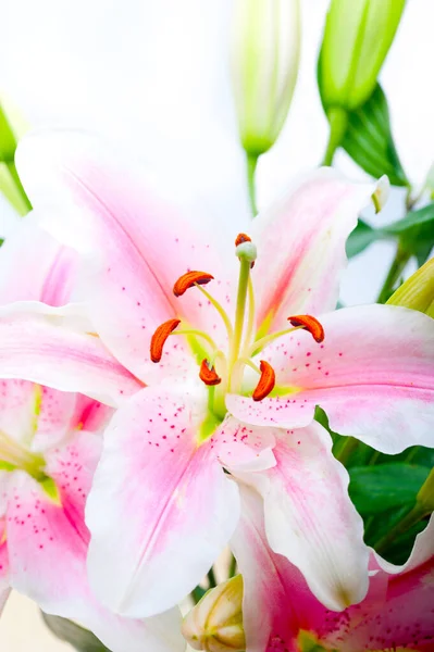 Pink Lily Flower Bunch Bouquet White Copyspace — Stock Photo, Image