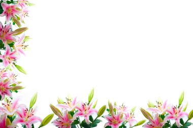 Lily çiçek kompozisyon çerçeve beyaz boşaltmak üzerine