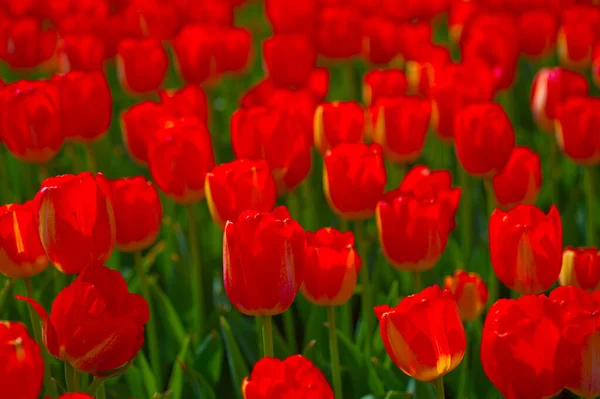 Färgglada Tulpaner Blommor Fält Våren Med Låg Sol — Stockfoto