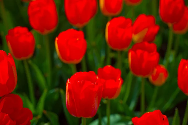 Champ Fleurs Tulipes Colorées Printemps Avec Soleil Bas — Photo