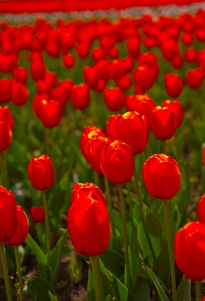 Coloridos Tulipanes Flores Campo Primavera Con Sol Bajo — Foto de Stock