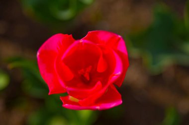 Bahar düşük güneş ile renkli Lale çiçek alanı 