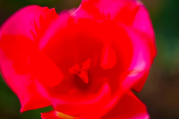 Разноцветные Цветы Тюльпанов Поле Весной Низким Солнцем — стоковое фото