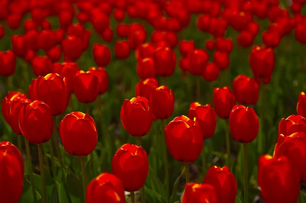 Coloridos Tulipanes Flores Campo Primavera Con Sol Bajo — Foto de Stock