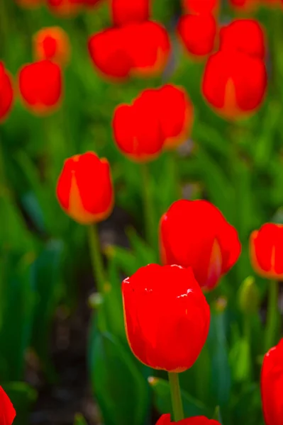 Bahar Düşük Güneş Ile Renkli Lale Çiçek Alanı — Stok fotoğraf