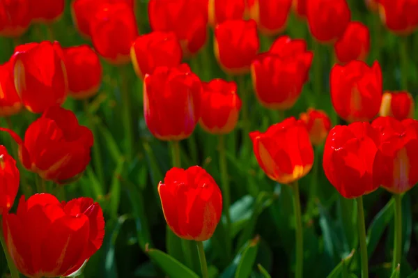 Coloridos Tulipanes Flores Campo Primavera Con Sol Bajo — Foto de Stock