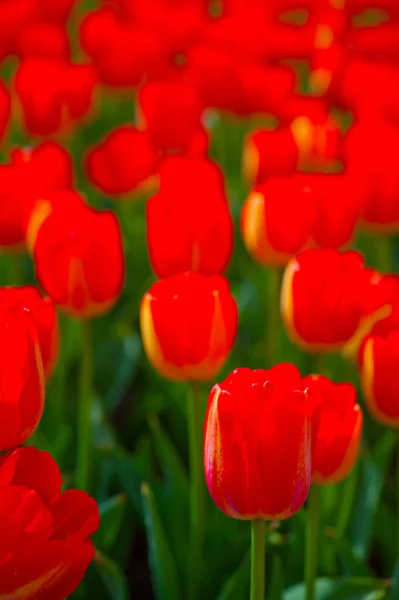 Bahar Düşük Güneş Ile Renkli Lale Çiçek Alanı — Stok fotoğraf