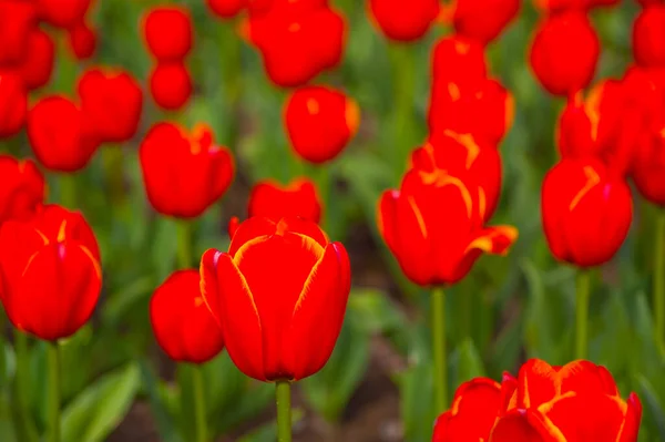 Färgglada Tulpaner Blommor Fält Våren Med Låg Sol — Stockfoto