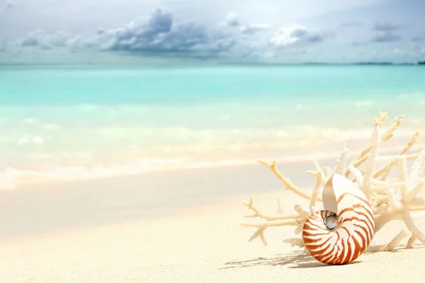 Nautilus kabuğu
