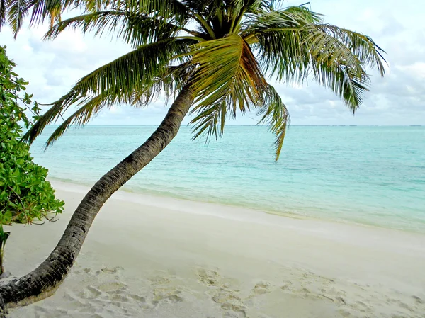 Palmeira em um paraíso tropical — Fotografia de Stock