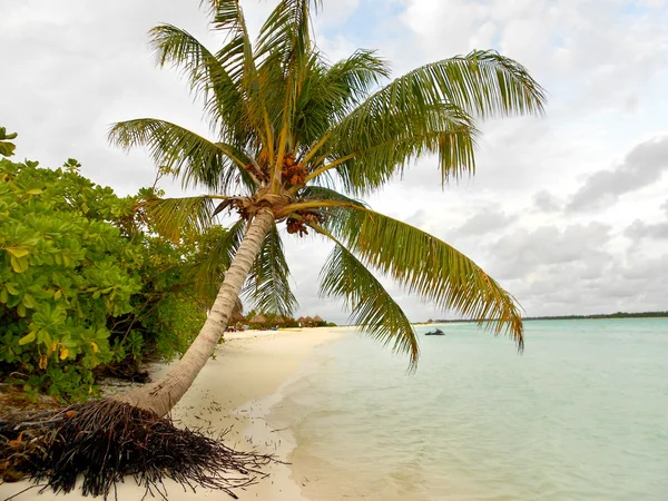 Palm tree in a tropical paradise Stock Image