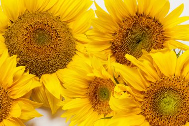 Beyaz arkaplanda izole edilmiş ayçiçeği