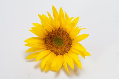 Beyaz arkaplanda izole edilmiş ayçiçeği