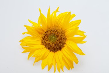 Beyaz arkaplanda izole edilmiş ayçiçeği