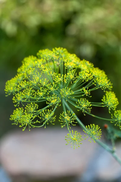 Fresco dill close up — Fotografia de Stock