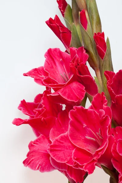 Gladiolo rojo aislado en blanco — Foto de Stock