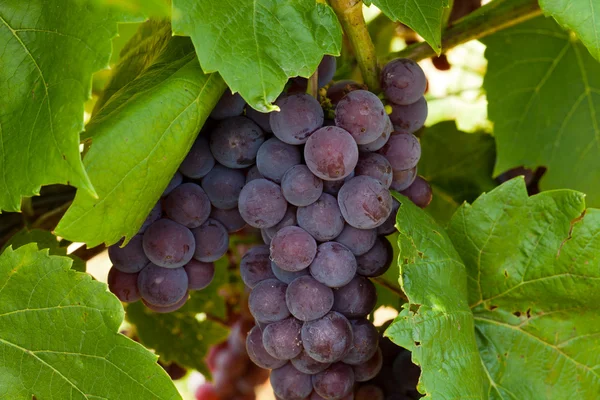 Uvas rosadas en el viñedo —  Fotos de Stock