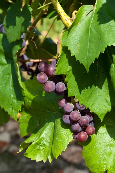 Pink grapes in the vineyard — Stock Photo, Image