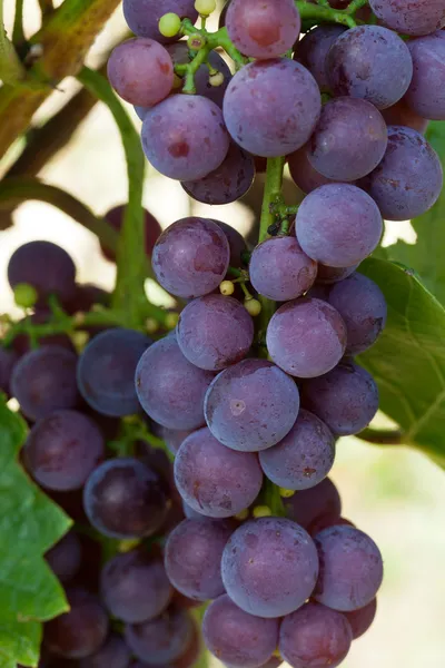 Uvas rosadas en el viñedo — Foto de Stock
