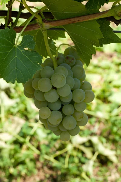 Uvas blancas en el viñedo —  Fotos de Stock