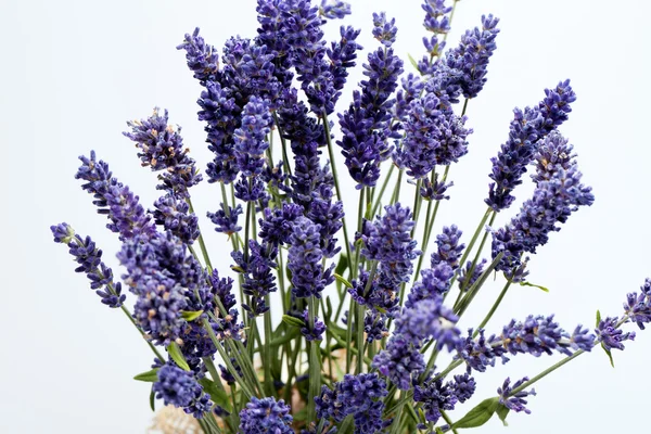 Lavanda —  Fotos de Stock