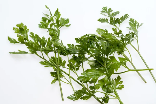 Green leaves of parsley isolated on white backgroun — Stock Photo, Image