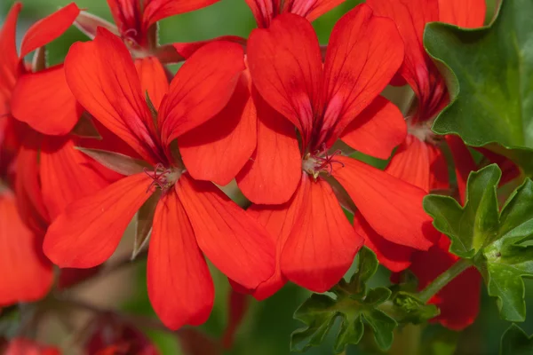 Red garden geranium flowers — Stock Photo, Image